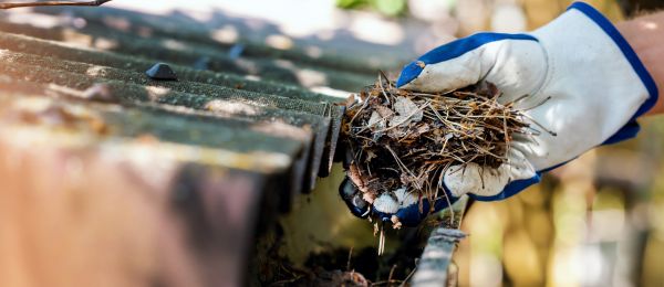 Pine Needle Gutter Cleaning in Bothell